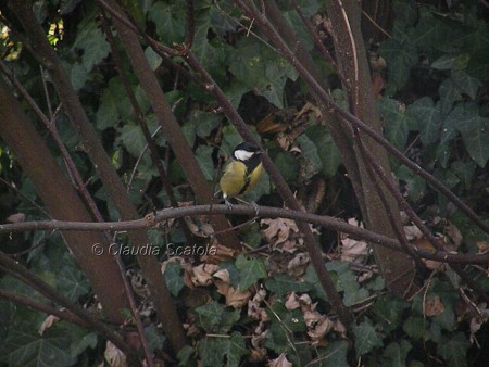 Cinciallegra (Parus major)  - Marzo